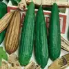 Luffa Sponge Gourd