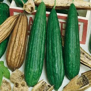 Luffa Sponge Gourd