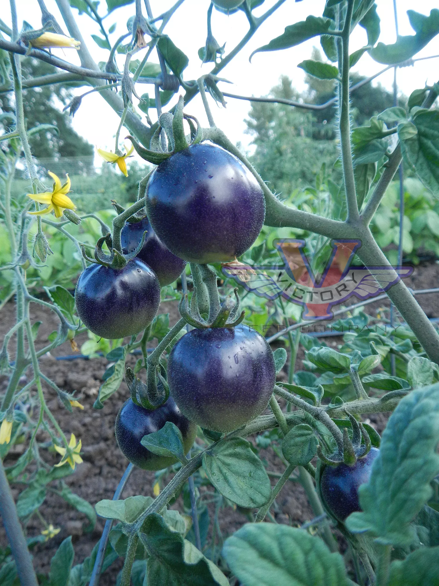 Indigo™ Rose Tomato