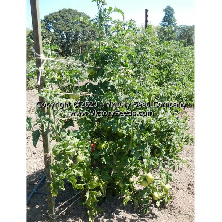 Dwarf Noah's Stripes Tomato