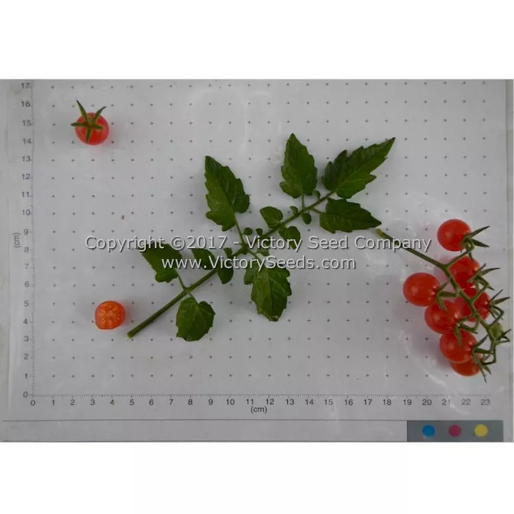 Everglades Tomato