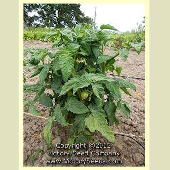 Sarandipity Tomato