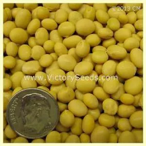 Norman Soybean