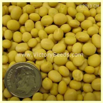 Norman Soybean