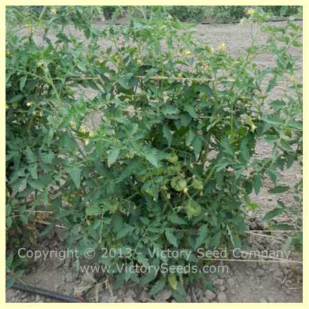 Alpha Pink Tomato
