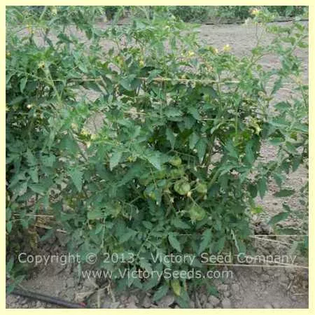 Alpha Pink Tomato