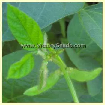 Musan-1 Soybean