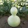Birdhouse Gourd