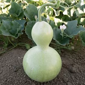 Birdhouse Gourd