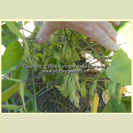 Midori Giant Soybean