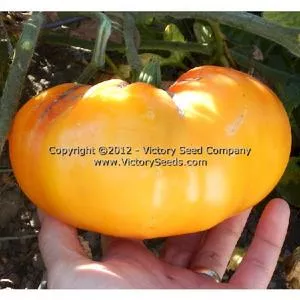 Paw Paw Tomato