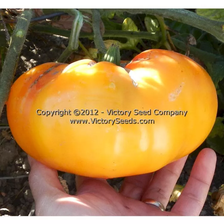 Paw Paw Tomato