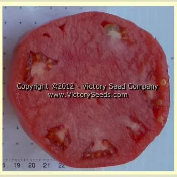 Kosovo Tomato