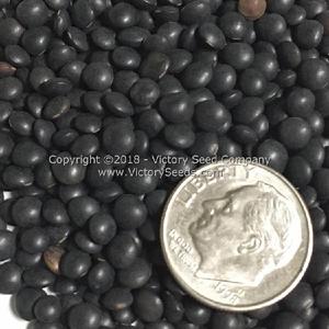 Midnight Lentils