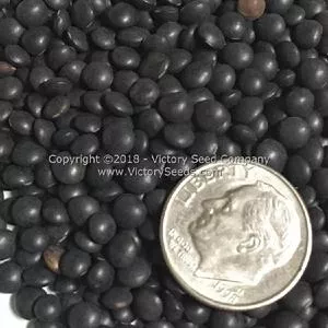 Midnight Lentils