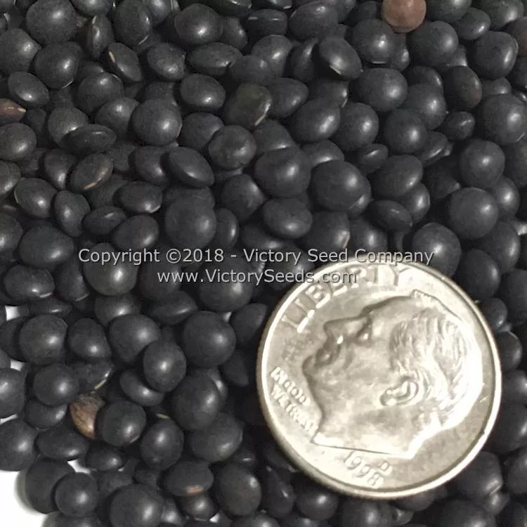 Midnight Lentils