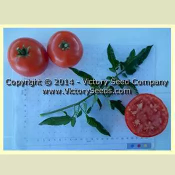 Dr. Walter Tomato