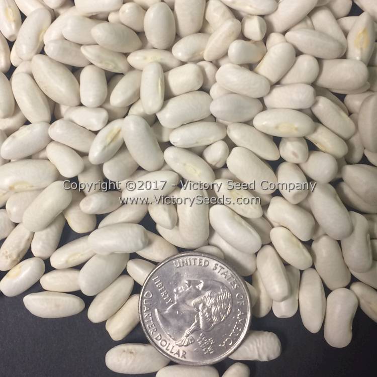 Golden Butterwax Bush Snap Garden Bean