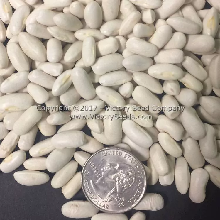 Golden Butterwax Bush Snap Garden Bean