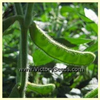 Nen Feng Soybean