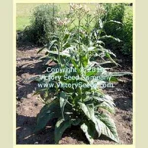 One Sucker Tobacco