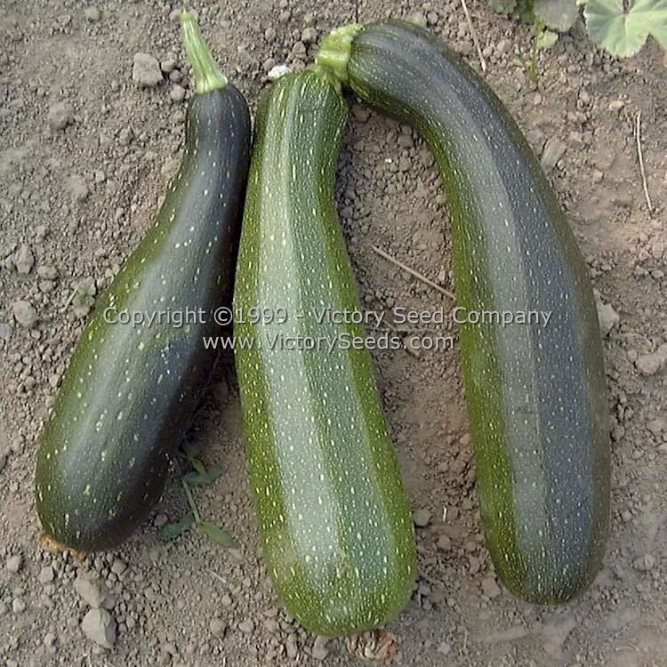 Black Beauty Zucchini Summer Squash