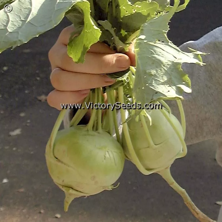 Early White Vienna Kohlrabi