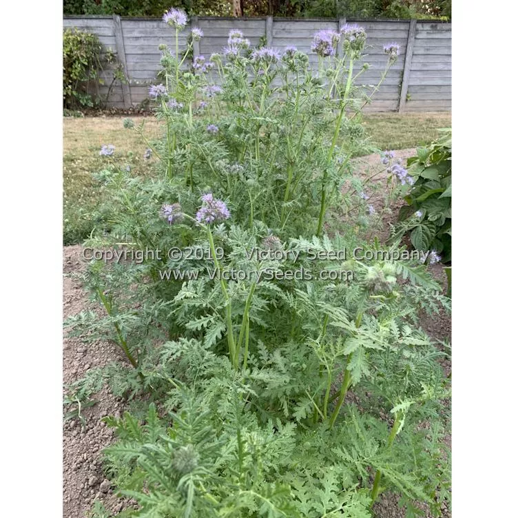 Lacy Phacelia