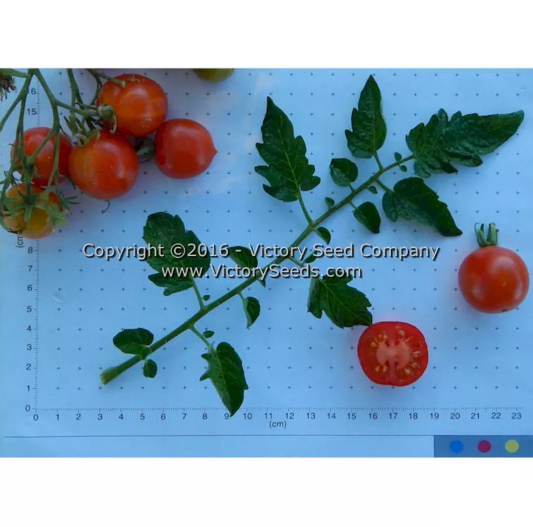 Riesentraube Tomato