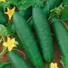 Double Yield Cucumber