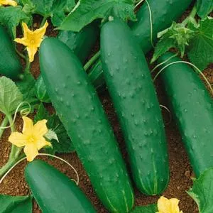 Double Yield Cucumber