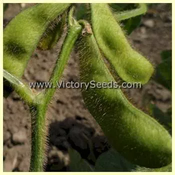 Ezonishiki Soybean
