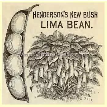 Henderson's Bush Lima Bean