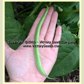 Bountiful Garden Bean