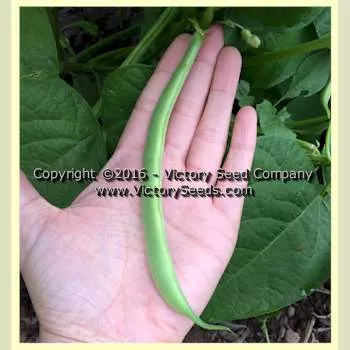 Bountiful Garden Bean