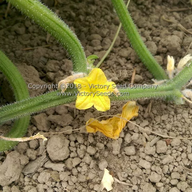 Muncher Cucumber
