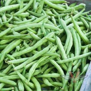 Strike Bush Green Garden Bean