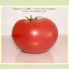 Redfield Beauty Tomato