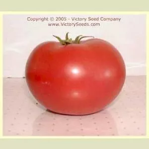 Redfield Beauty Tomato