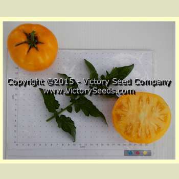 Sean's Yellow Dwarf Tomato