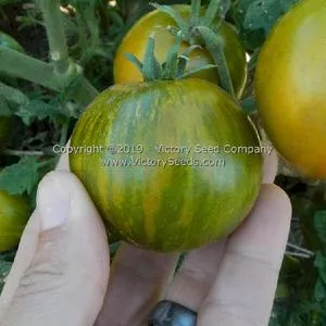 Dwarf Mint Streak Tomato