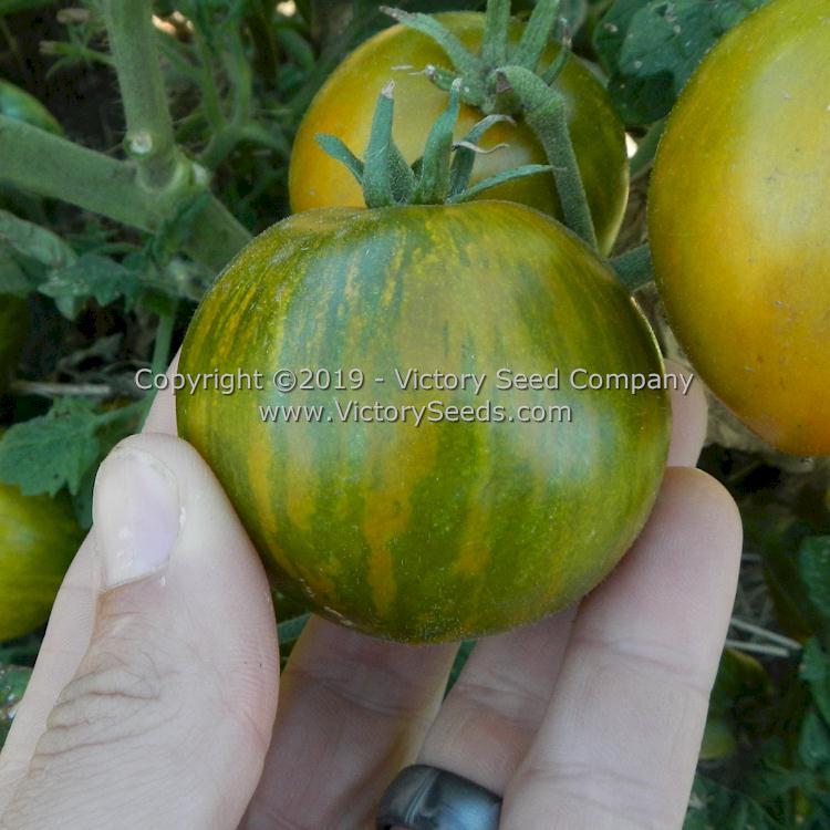 Dwarf Mint Streak Tomato