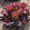 Lollo Rosso Leaf Lettuce