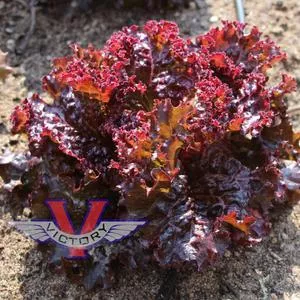Lollo Rosso Leaf Lettuce
