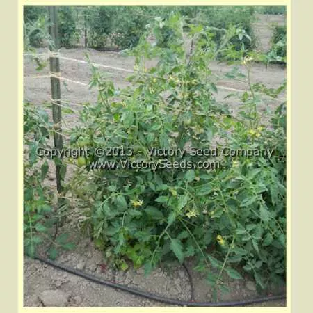 Glovel Tomato
