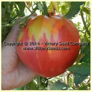 Dinner Plate Tomato