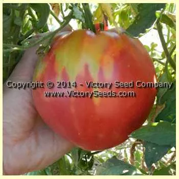 Dinner Plate Tomato