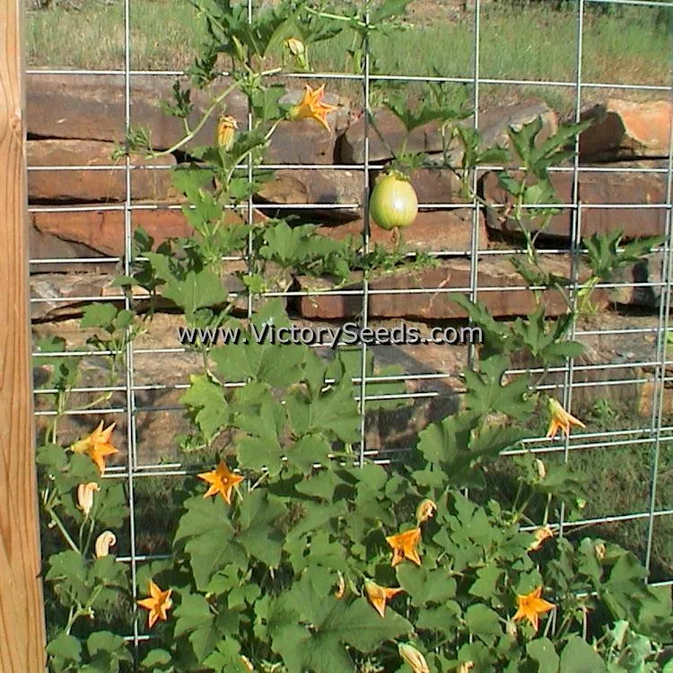 Tatume Summer Squash
