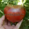 Blue's Bling Tomato
