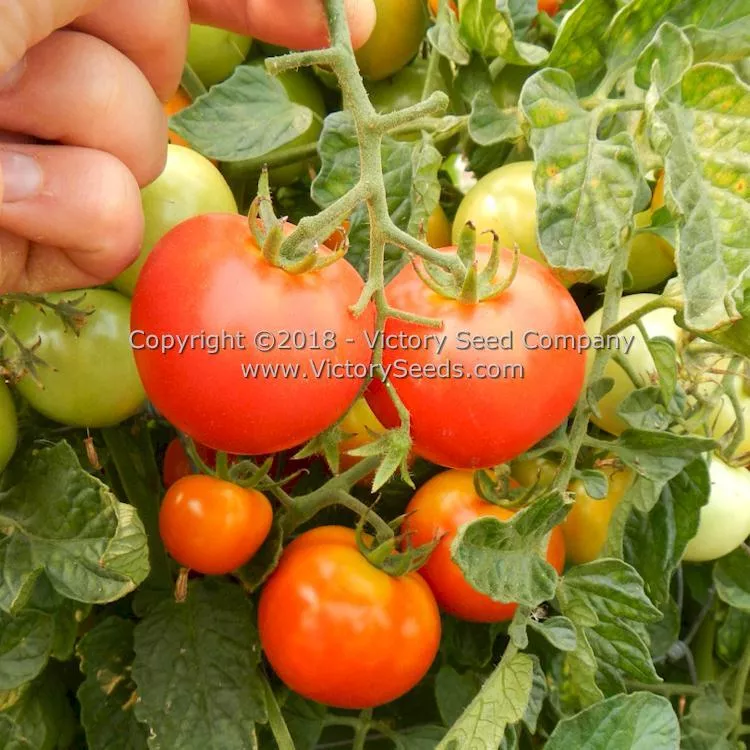 Pearson Tomato